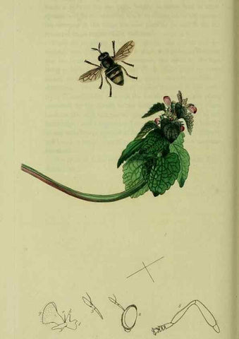 Reproducción/Reproduction 49640412633: British entomology :. London,Printed for the author,1823-1840 [i.e. 1840].. 