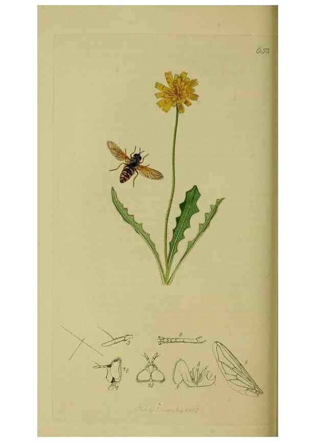 Reproducción/Reproduction 49640412943: British entomology :. London,Printed for the author,1823-1840 [i.e. 1840].. 