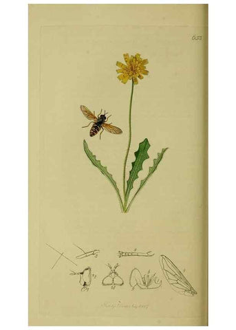 Reproducción/Reproduction 49640412943: British entomology :. London,Printed for the author,1823-1840 [i.e. 1840].. 