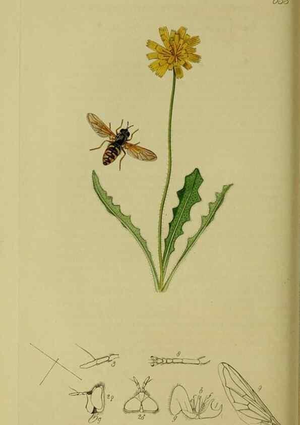 Reproducción/Reproduction 49640412943: British entomology :. London,Printed for the author,1823-1840 [i.e. 1840].. 