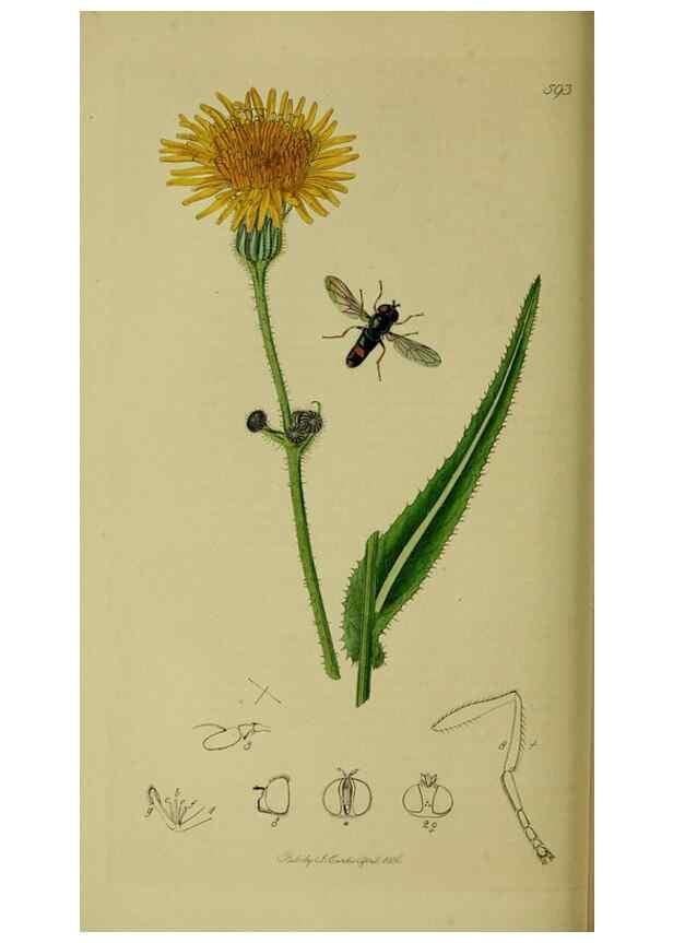 Reproducción/Reproduction 49641210857: British entomology :. London,Printed for the author,1823-1840 [i.e. 1840].. 