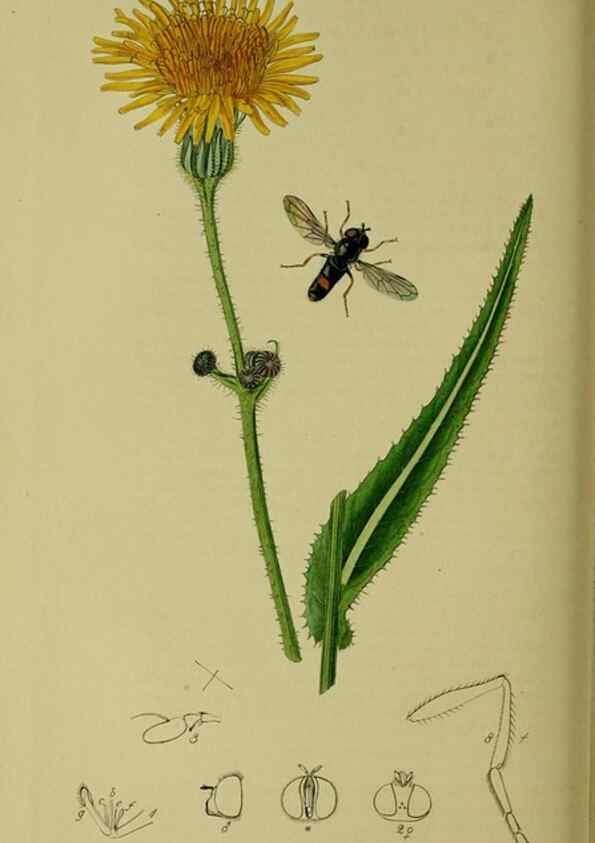 Reproducción/Reproduction 49641210857: British entomology :. London,Printed for the author,1823-1840 [i.e. 1840].. 