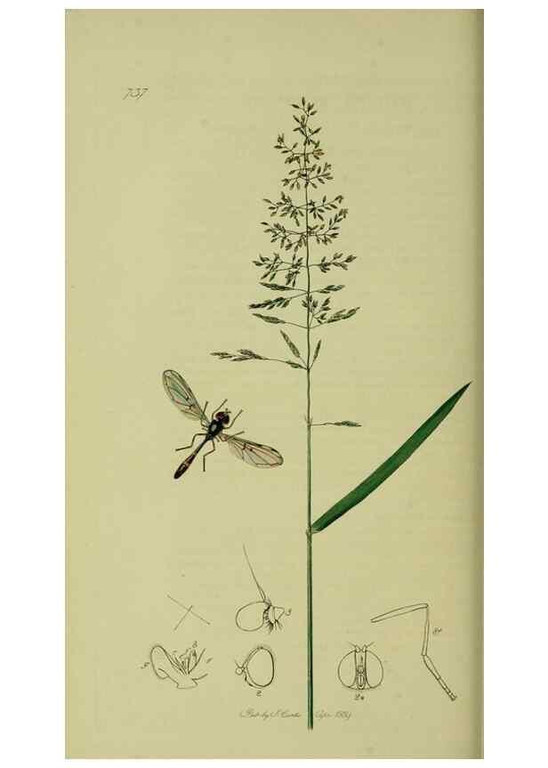 Reproducción/Reproduction 49640936096: British entomology :. London,Printed for the author,1823-1840 [i.e. 1840].. 