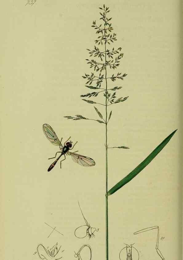 Reproducción/Reproduction 49640936096: British entomology :. London,Printed for the author,1823-1840 [i.e. 1840].. 