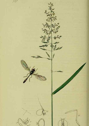 Reproducción/Reproduction 49640936096: British entomology :. London,Printed for the author,1823-1840 [i.e. 1840].. 