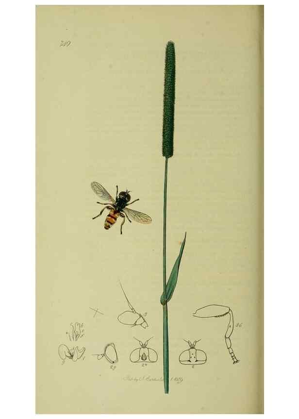 Reproducción/Reproduction 49641211507: British entomology :. London,Printed for the author,1823-1840 [i.e. 1840].. 