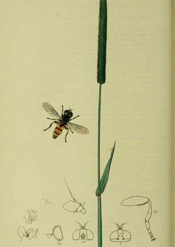 Reproducción/Reproduction 49641211507: British entomology :. London,Printed for the author,1823-1840 [i.e. 1840].. 