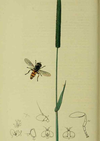 Reproducción/Reproduction 49641211507: British entomology :. London,Printed for the author,1823-1840 [i.e. 1840].. 