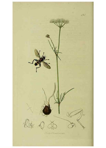 Reproducción/Reproduction 49640413998: British entomology :. London,Printed for the author,1823-1840 [i.e. 1840].. 