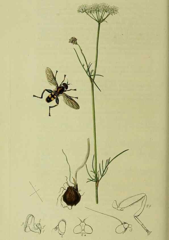 Reproducción/Reproduction 49640413998: British entomology :. London,Printed for the author,1823-1840 [i.e. 1840].. 