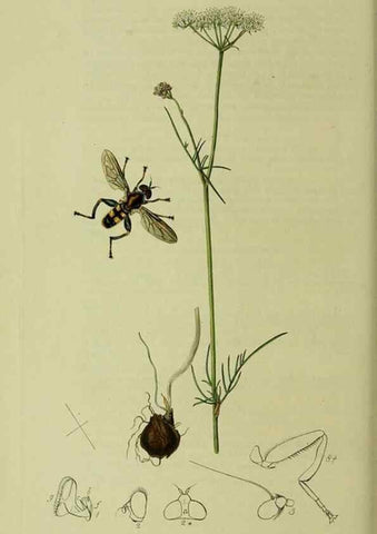 Reproducción/Reproduction 49640413998: British entomology :. London,Printed for the author,1823-1840 [i.e. 1840].. 