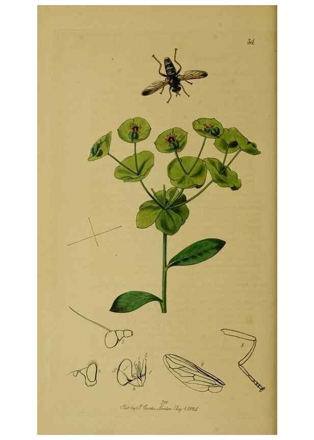 Reproducción/Reproduction 49640936831: British entomology :. London,Printed for the author,1823-1840 [i.e. 1840].. 