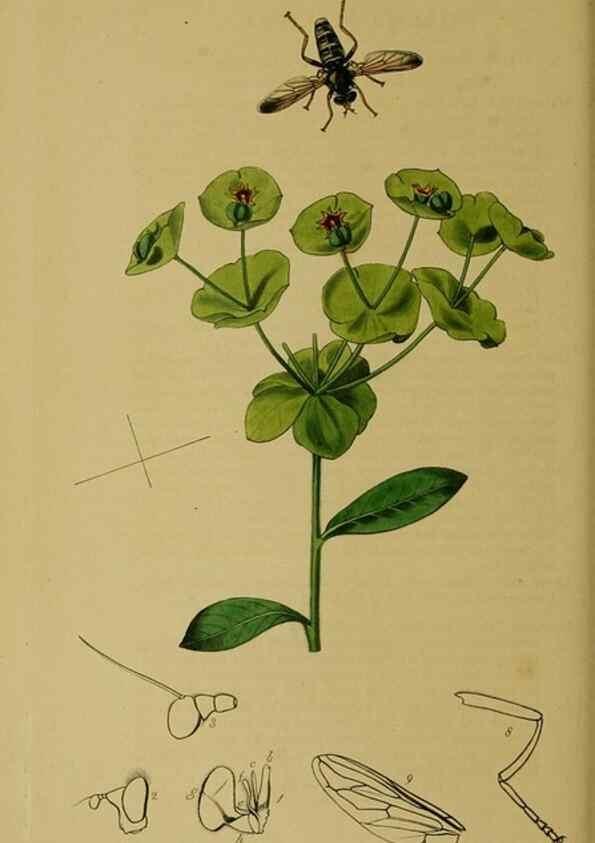 Reproducción/Reproduction 49640936831: British entomology :. London,Printed for the author,1823-1840 [i.e. 1840].. 