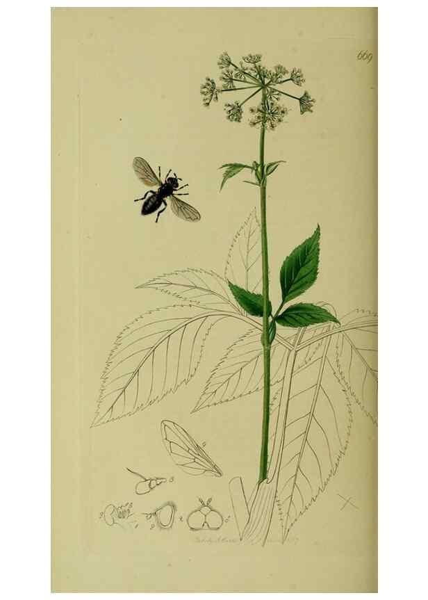 Reproducción/Reproduction 49640937076: British entomology :. London,Printed for the author,1823-1840 [i.e. 1840].. 