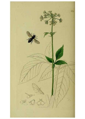 Reproducción/Reproduction 49640937076: British entomology :. London,Printed for the author,1823-1840 [i.e. 1840].. 