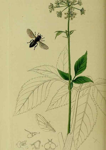 Reproducción/Reproduction 49640937076: British entomology :. London,Printed for the author,1823-1840 [i.e. 1840].. 