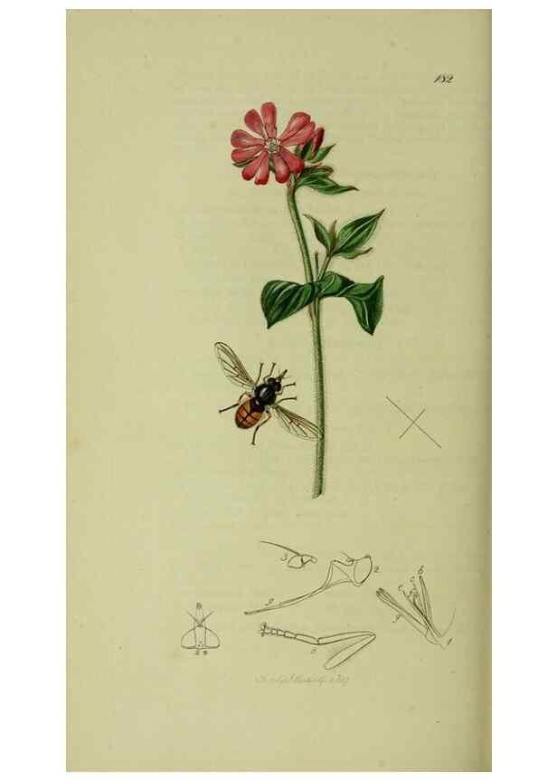 Reproducción/Reproduction 49640414788: British entomology :. London,Printed for the author,1823-1840 [i.e. 1840].. 