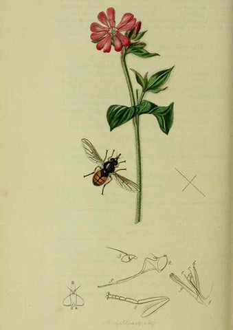 Reproducción/Reproduction 49640414788: British entomology :. London,Printed for the author,1823-1840 [i.e. 1840].. 