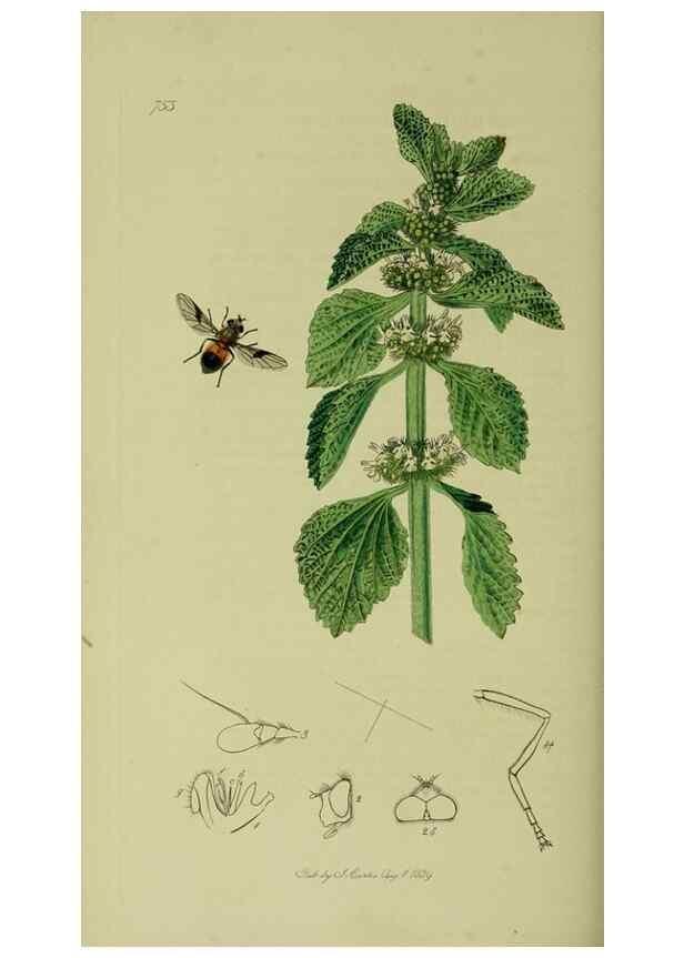 Reproducción/Reproduction 49641212927: British entomology :. London,Printed for the author,1823-1840 [i.e. 1840].. 