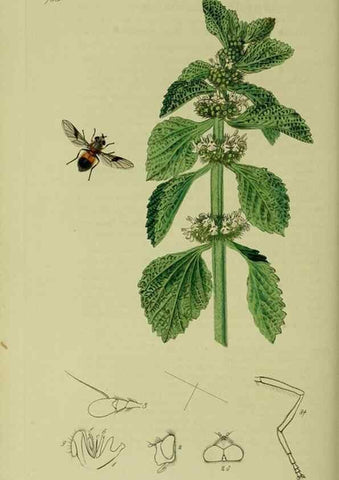 Reproducción/Reproduction 49641212927: British entomology :. London,Printed for the author,1823-1840 [i.e. 1840].. 
