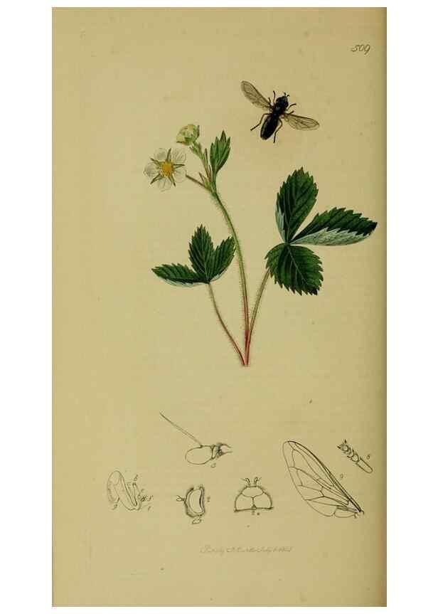 Reproducción/Reproduction 49641213212: British entomology :. London,Printed for the author,1823-1840 [i.e. 1840].. 