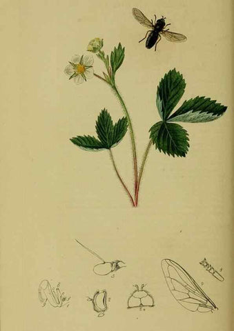 Reproducción/Reproduction 49641213212: British entomology :. London,Printed for the author,1823-1840 [i.e. 1840].. 