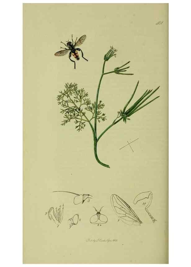 Reproducción/Reproduction 49640415753: British entomology :. London,Printed for the author,1823-1840 [i.e. 1840].. 
