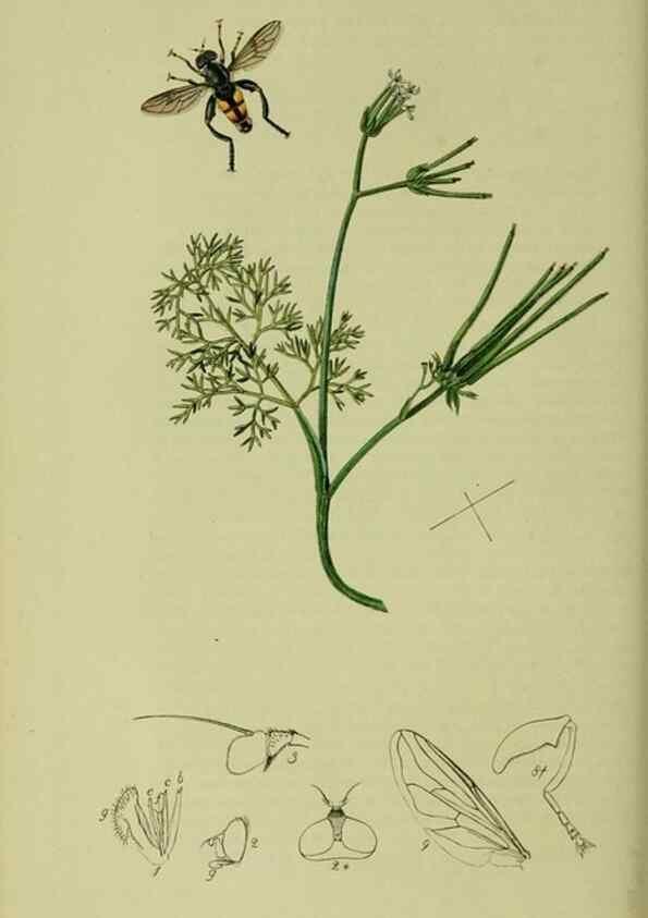 Reproducción/Reproduction 49640415753: British entomology :. London,Printed for the author,1823-1840 [i.e. 1840].. 