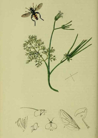 Reproducción/Reproduction 49640415753: British entomology :. London,Printed for the author,1823-1840 [i.e. 1840].. 