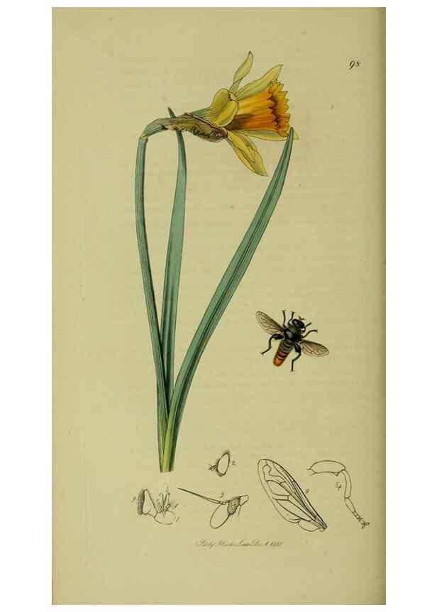 Reproducción/Reproduction 49640938396: British entomology :. London,Printed for the author,1823-1840 [i.e. 1840].. 