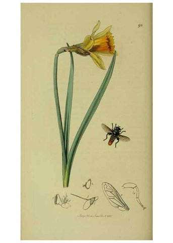Reproducción/Reproduction 49640938396: British entomology :. London,Printed for the author,1823-1840 [i.e. 1840].. 