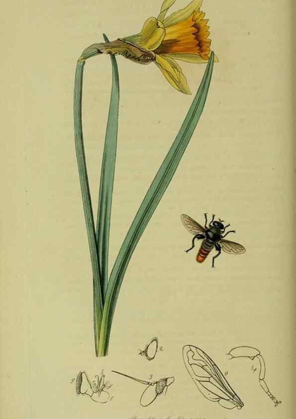 Reproducción/Reproduction 49640938396: British entomology :. London,Printed for the author,1823-1840 [i.e. 1840].. 