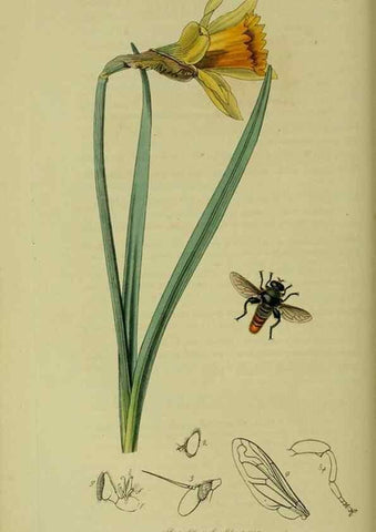 Reproducción/Reproduction 49640938396: British entomology :. London,Printed for the author,1823-1840 [i.e. 1840].. 