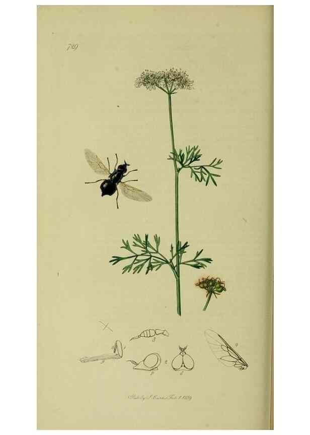 Reproducción/Reproduction 49640411693: British entomology :. London,Printed for the author,1823-1840 [i.e. 1840].. 