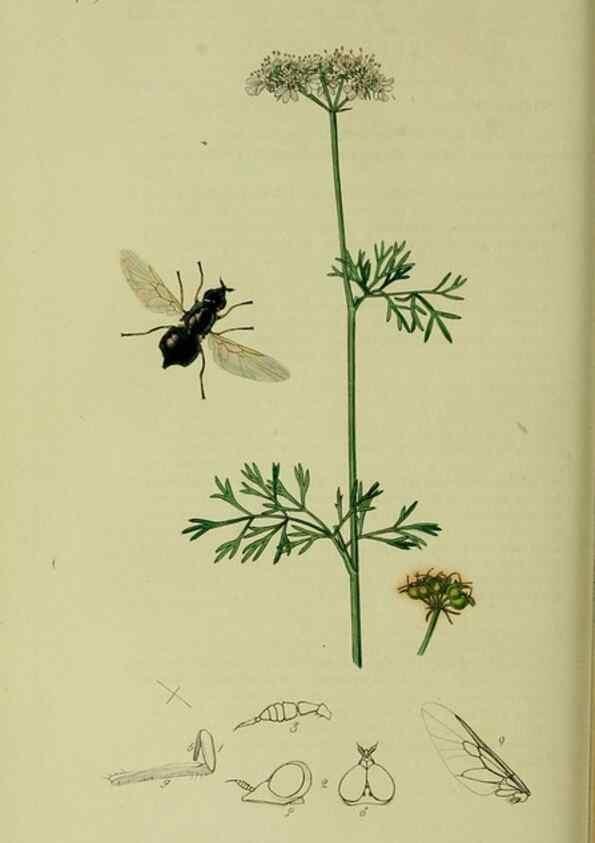 Reproducción/Reproduction 49640411693: British entomology :. London,Printed for the author,1823-1840 [i.e. 1840].. 