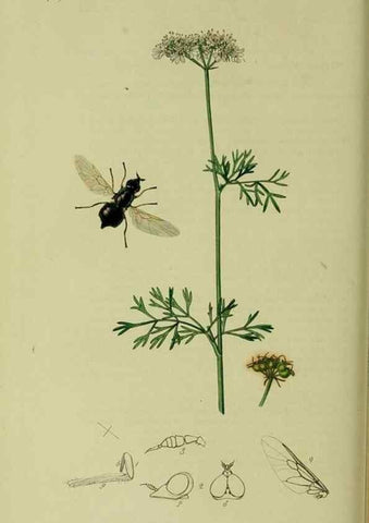 Reproducción/Reproduction 49640411693: British entomology :. London,Printed for the author,1823-1840 [i.e. 1840].. 