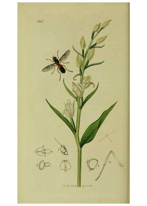 Reproducción/Reproduction 49640411373: British entomology :. London,Printed for the author,1823-1840 [i.e. 1840].. 