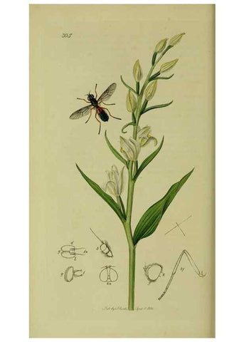 Reproducción/Reproduction 49640411373: British entomology :. London,Printed for the author,1823-1840 [i.e. 1840].. 