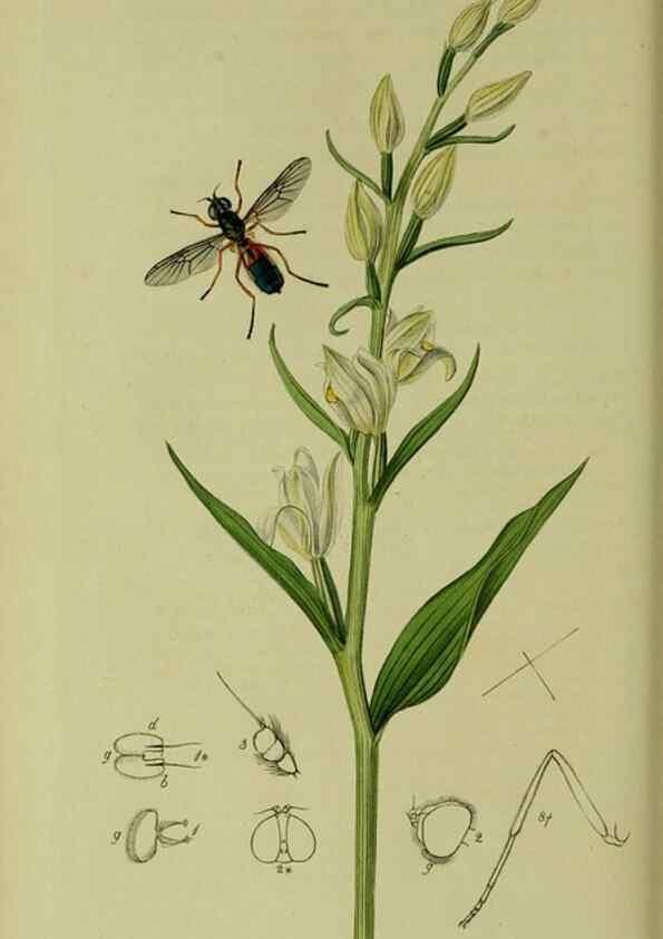 Reproducción/Reproduction 49640411373: British entomology :. London,Printed for the author,1823-1840 [i.e. 1840].. 