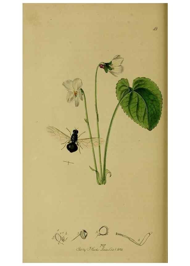 Reproducción/Reproduction 49640933511: British entomology :. London,Printed for the author,1823-1840 [i.e. 1840].. 