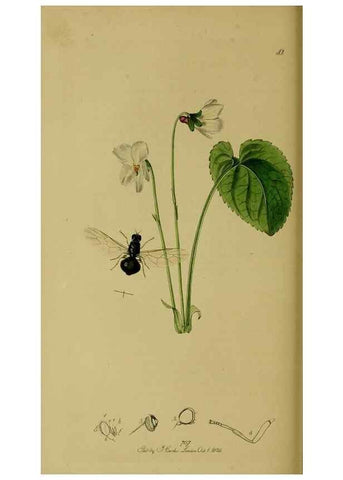 Reproducción/Reproduction 49640933511: British entomology :. London,Printed for the author,1823-1840 [i.e. 1840].. 