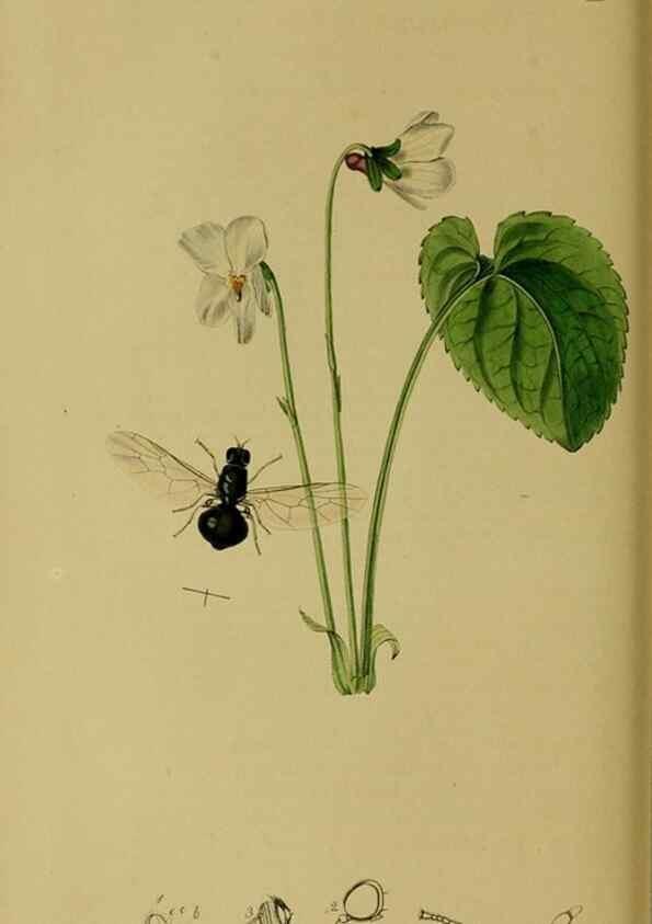 Reproducción/Reproduction 49640933511: British entomology :. London,Printed for the author,1823-1840 [i.e. 1840].. 