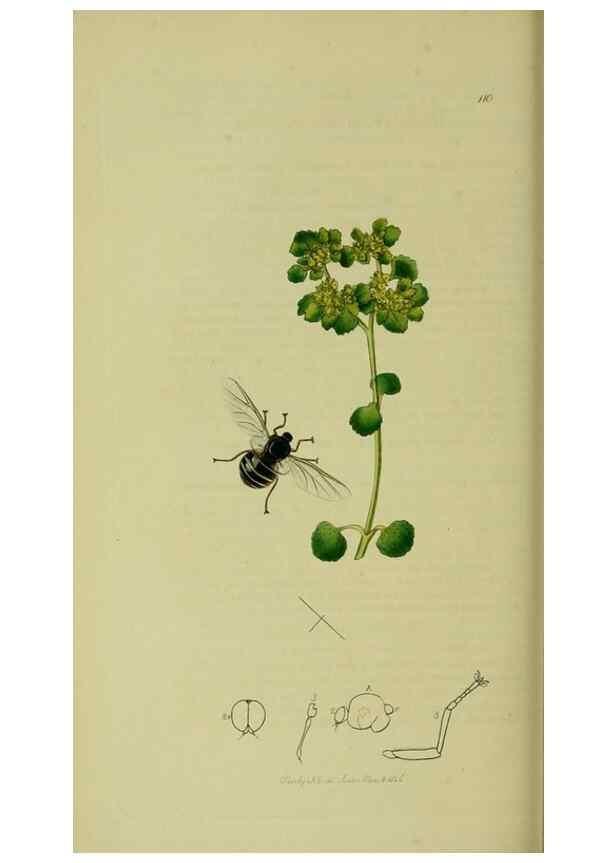 Reproducción/Reproduction 49640933221: British entomology :. London,Printed for the author,1823-1840 [i.e. 1840].. 
