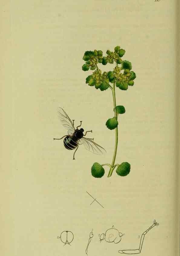 Reproducción/Reproduction 49640933221: British entomology :. London,Printed for the author,1823-1840 [i.e. 1840].. 