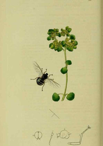 Reproducción/Reproduction 49640933221: British entomology :. London,Printed for the author,1823-1840 [i.e. 1840].. 