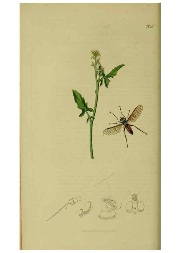 Reproducción/Reproduction 49640928351: British entomology :. London,Printed for the author,1823-1840 [i.e. 1840].. 