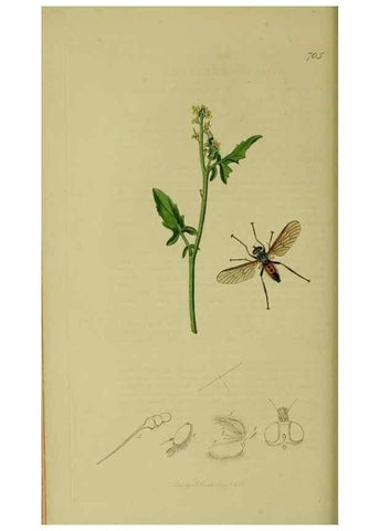 Reproducción/Reproduction 49640928351: British entomology :. London,Printed for the author,1823-1840 [i.e. 1840].. 