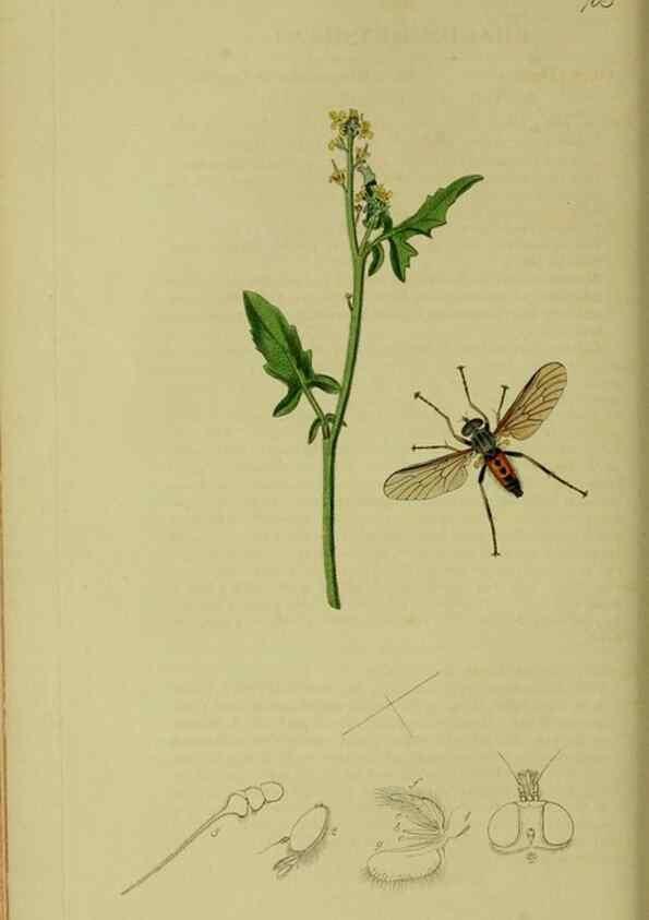 Reproducción/Reproduction 49640928351: British entomology :. London,Printed for the author,1823-1840 [i.e. 1840].. 