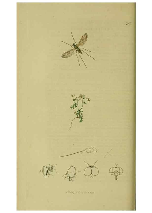 Reproducción/Reproduction 49640928671: British entomology :. London,Printed for the author,1823-1840 [i.e. 1840].. 