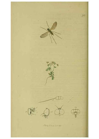 Reproducción/Reproduction 49640928671: British entomology :. London,Printed for the author,1823-1840 [i.e. 1840].. 